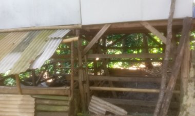 Diduga Ada Kolaborasi Busuk Antara PLD, BPD & Pihak Kecamatan Terkait Hewan Ternak Program Ketapang Desa Kananga Yang Raib.