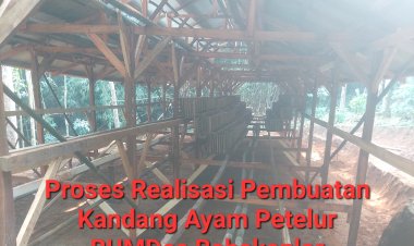 BUMDes Babakanlor Cikedal, Realisasikan Program Ternak Ayam Petelur Untuk Mendukung Ketahan Pangan