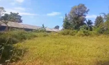 Keberadaan Kandang Ayam Didesa Sukamanah Malingping Limbahnya Membuat Masyarakat Tidak Nyaman