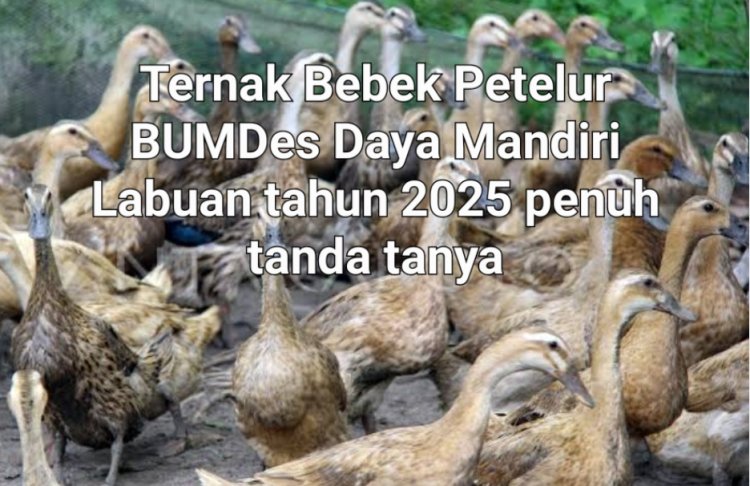 Realisasi Dana BUMDes Daya Mandiri Labuan Tahun 2025 Diduga Di Mark Up, DPC Amira Kana Layangkan Lapdu & Aksi Unras