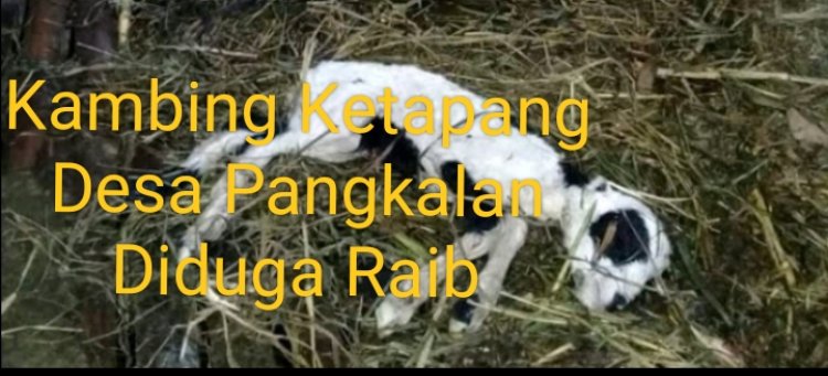 Skandal Ketapang Desa Pangkalan! Kambing Hilang, Uang Rakyat Diduga Dibabat Oknum Desa