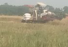 Serbuan Combine Harvester dari Luar Daerah ke Pandeglang Tuai Sorotan, Legalitas dan Pengawasan Dipertanyakan  ‎