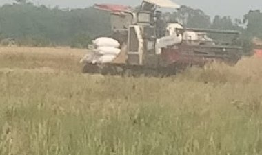 Serbuan Combine Harvester dari Luar Daerah ke Pandeglang Tuai Sorotan, Legalitas dan Pengawasan Dipertanyakan  ‎