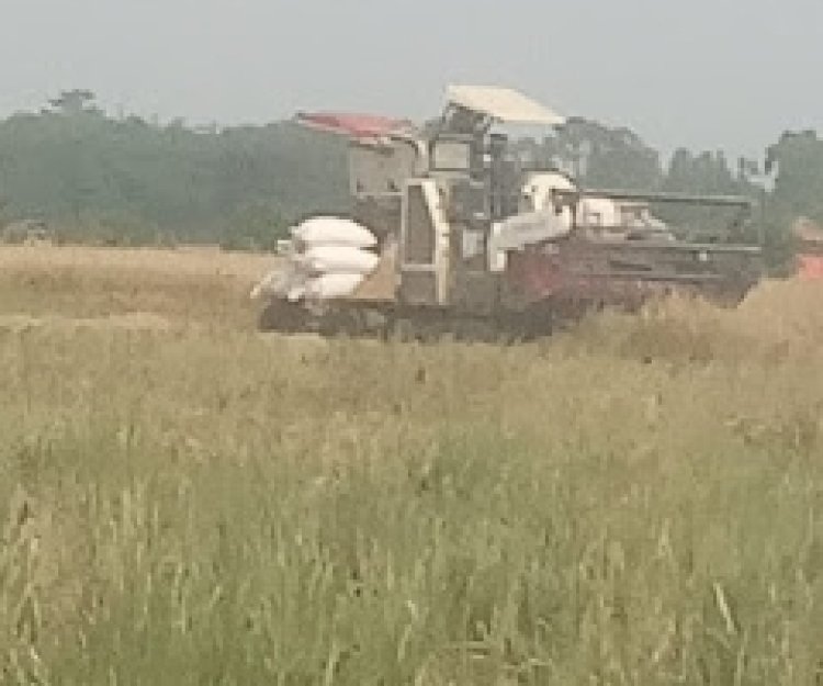 Serbuan Combine Harvester dari Luar Daerah ke Pandeglang Tuai Sorotan, Legalitas dan Pengawasan Dipertanyakan  ‎