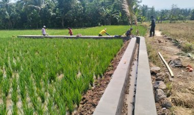 Dua Kelompok P3TGAI Didesa Padahayu Selesai Dikerjakan, Masyarakat Pengguna Sampaikan Terima Kasih Kepada Drs. Ahmad Fauzi Atas Aspirasinya
